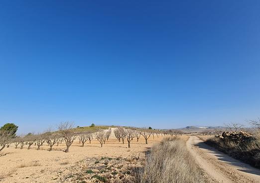 Land in Jumilla