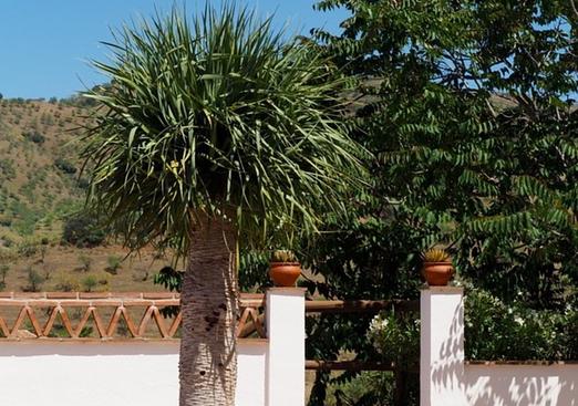 Country house in Alora