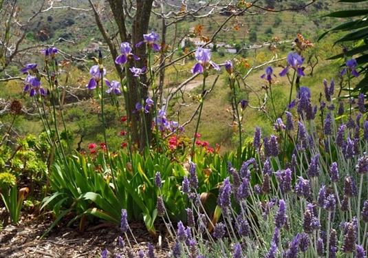 Country house in Alora