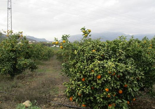 Country house in Alora