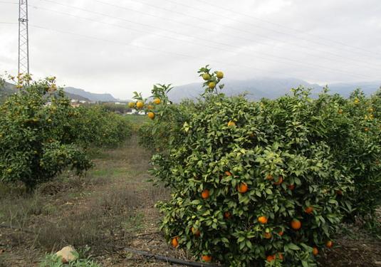 Country house in Alora