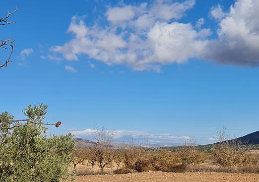 Land in Yecla