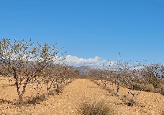 Land in Yecla