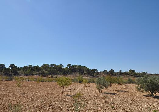 Land in Torre Del Rico