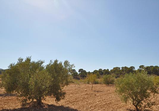 Land in Torre Del Rico