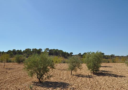 Land in Torre Del Rico