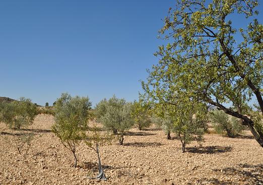 Land in Torre Del Rico
