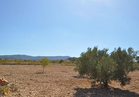 Land in Torre Del Rico