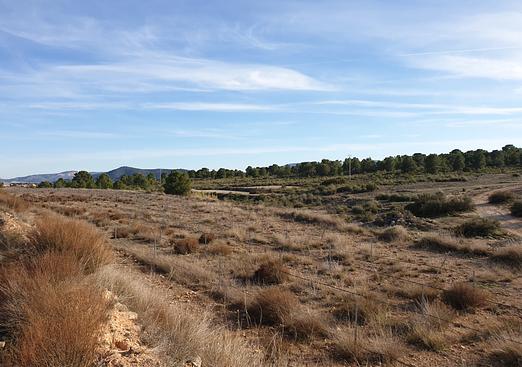 Land in Pinoso