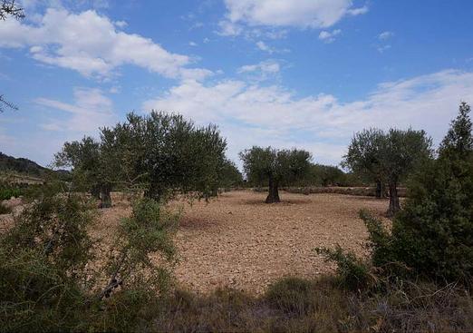 Land in Yecla