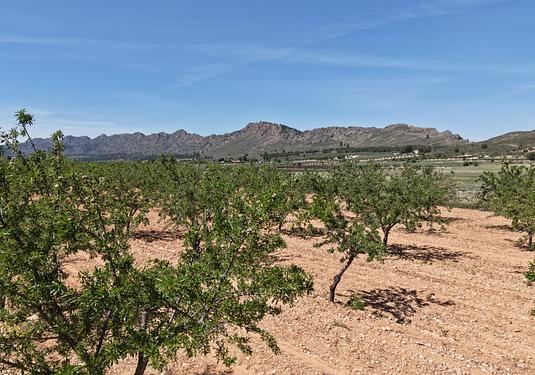 Land in Yecla